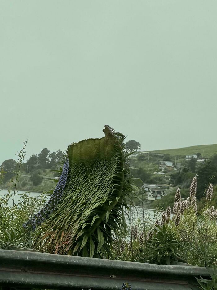 "Fasciated Echium!"