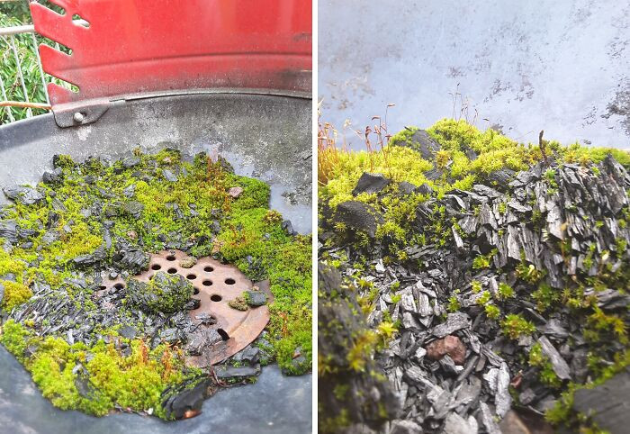 "Moss Grows Over Coal Of An Uncleaned Grill"