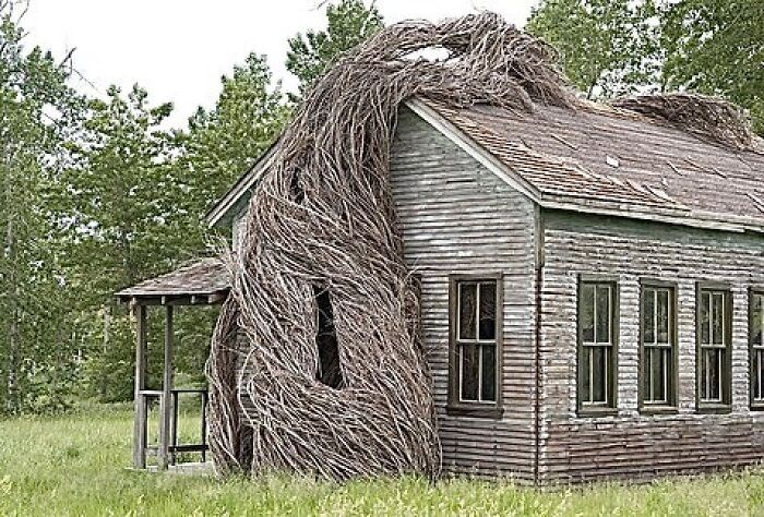 41. Patrick Dougherty creates organic sculptures using twigs and saplings.