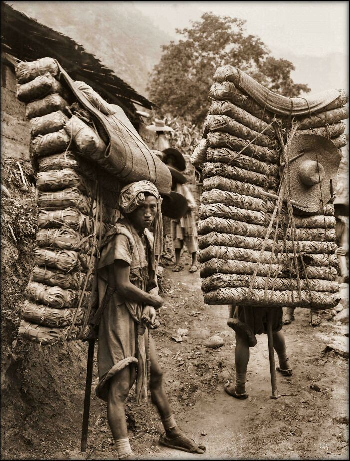 "Ernest Henry Wilson, Men Laden With Tea, Sichuan Sheng, China 1908. Posted The Photo In The Past, But Found Great Article About 1917 – 1919: Expedition To Eastern Asia"