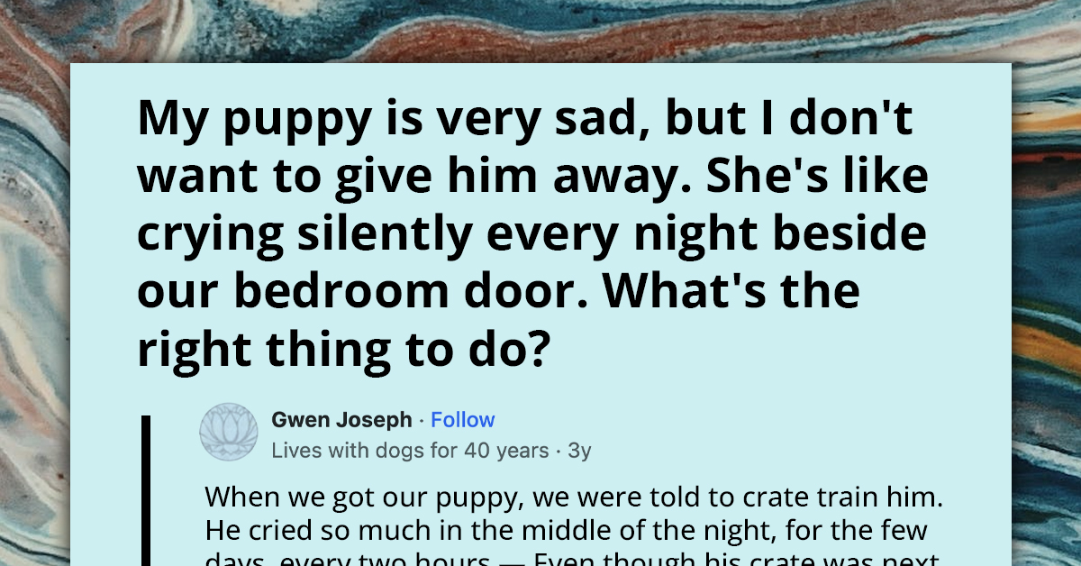 Turn Your Sad Pup Into Happy Hound With These Easy Nighttime Hacks - People Share Their Tips