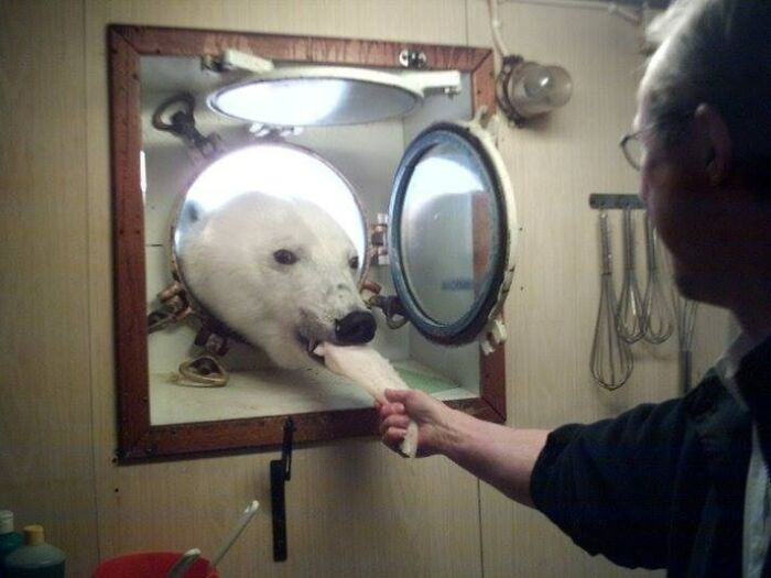 29. My Uncle, Who Works On An Arctic Research Vessel, Got An Unexpected Visitor Today