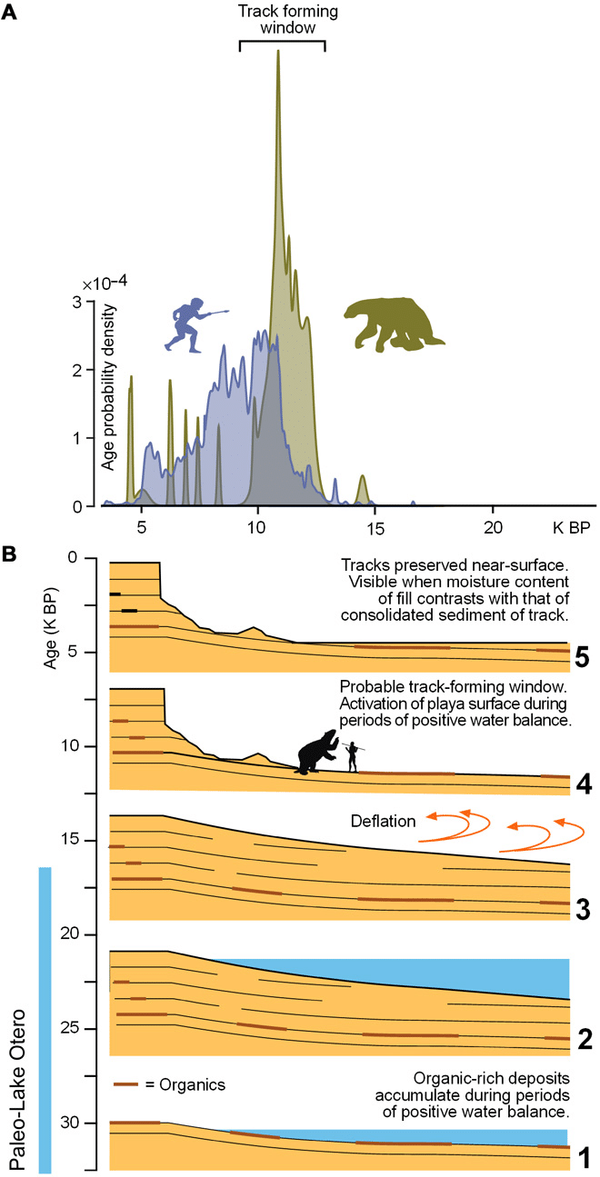 Paleoburrows reveal giant sloths’ role in shaping South America’s landscapes and survival strategies