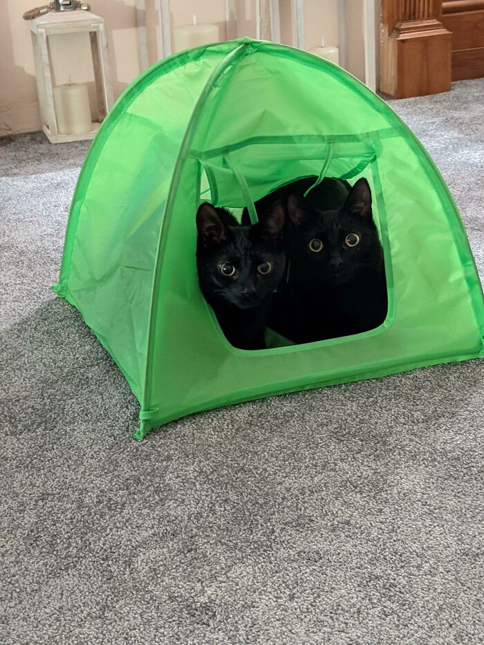 15. Bought The Cats A Tent. Probably The Best Thing About 2020