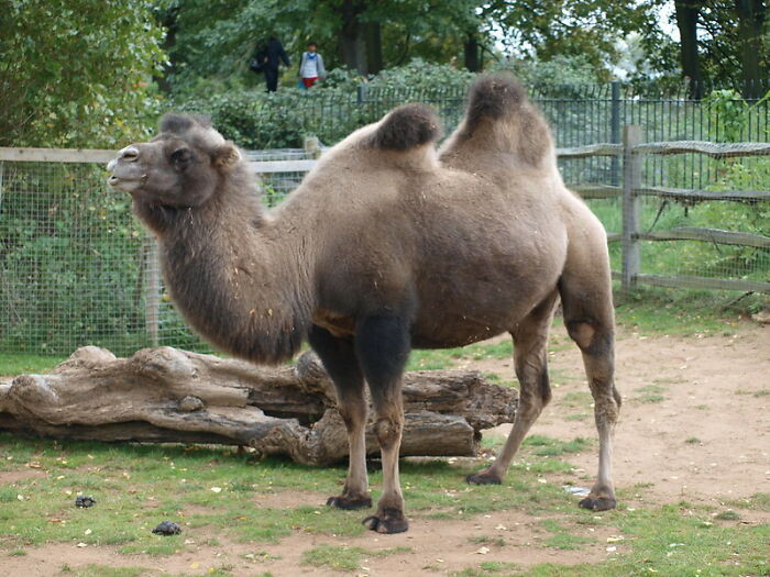 18. Camels