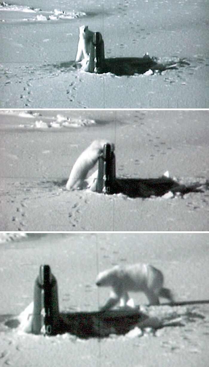 "In 2003, Fast Attack Submarine Uss Connecticut (Ssn-22) Had Partly Surfaced In An Ice Pack When A Polar Bear Began To Lick And Paw The Exposed Rudder To Determine If It Was Worth Eating"