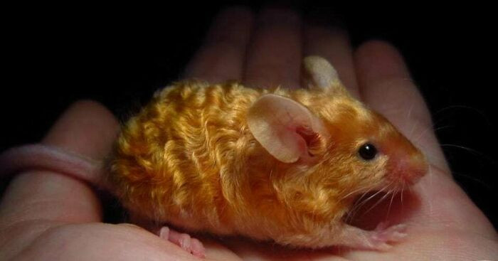 "Golden Mouse With Wavy Fur!"