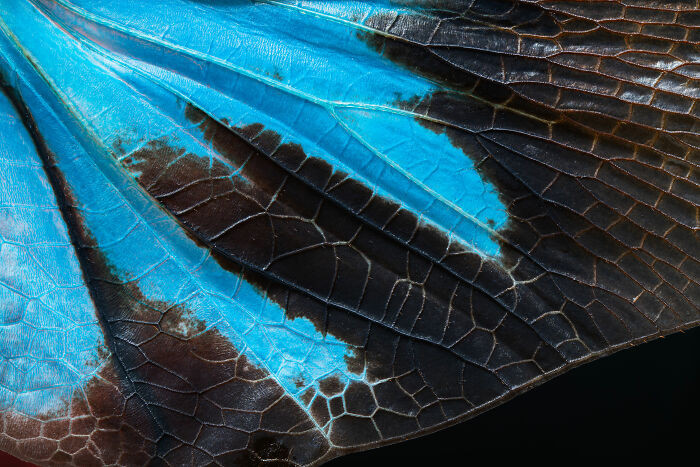 Portfolio (Story-Telling), 3rd Place: Wings Of Wonder By Ammar Alsayed Ahmed