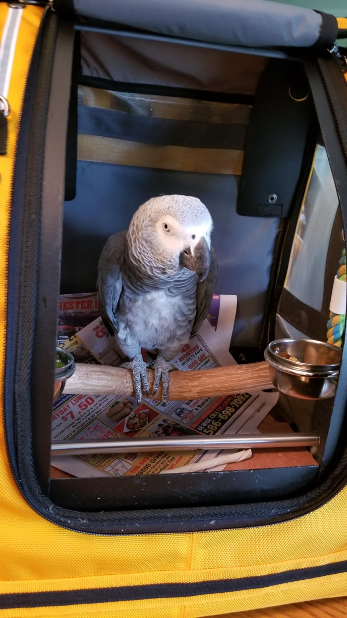This is “Bongo in his backpack.” He looks comfortable.