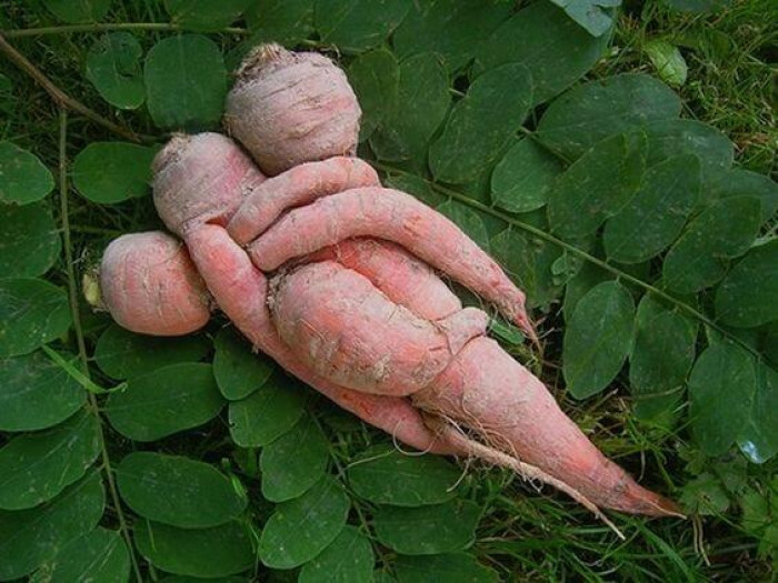 2. Want to know how baby carrots are made? Here you go