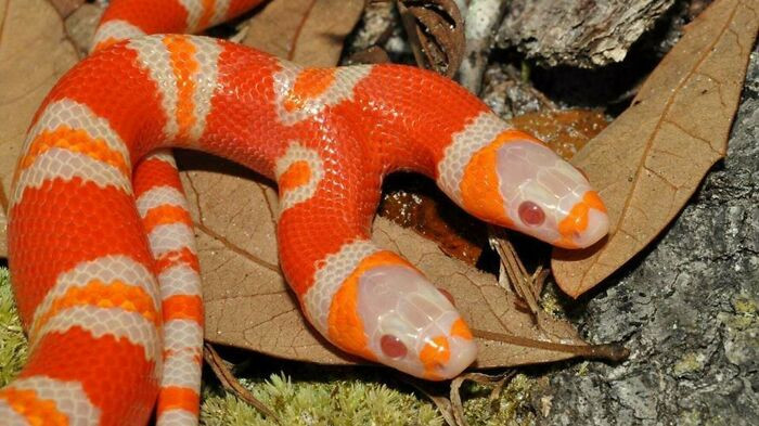 "Two Headed Albino Milk Snake"