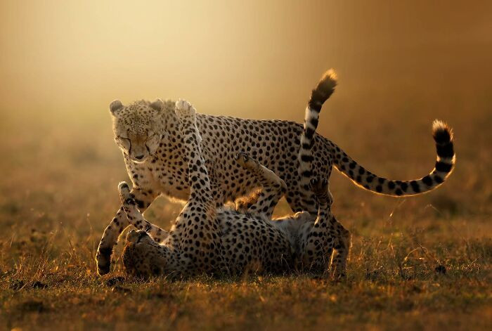 Winda And Olonyok - Last Two Remaining Members Of The Tano Bora Cheetah Coalition