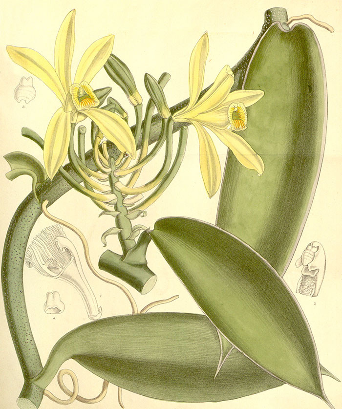 The vanilla flavor comes from the pod of the Vanilla planifolia orchid. Even though these pods are commonly called vanilla beans, corn is actually the more closely related vegetable.