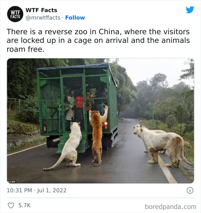 31. Visitors are locked up while the animals are let out