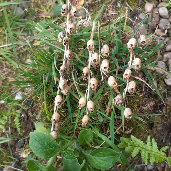 5. Seedpods or skulls hanging on branches?