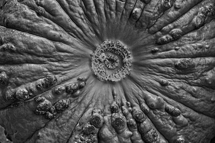 “Vegan Portraits” By Alain Van Hille