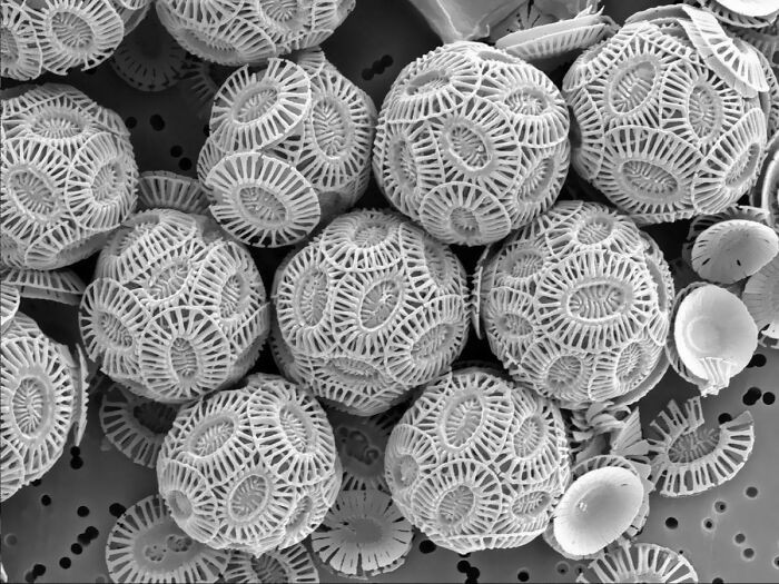 "Chalk Particles Under A Microscope"