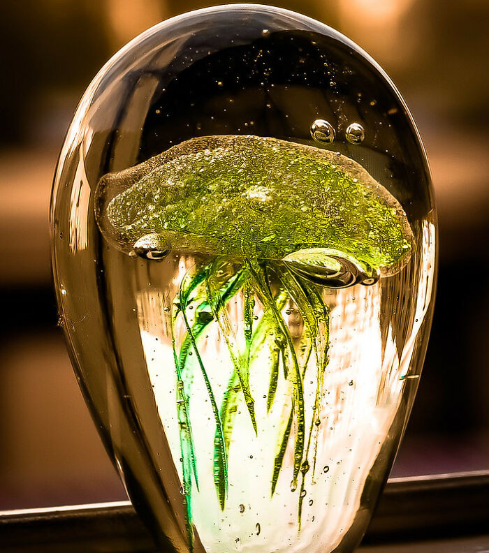 5. Glass jellyfish