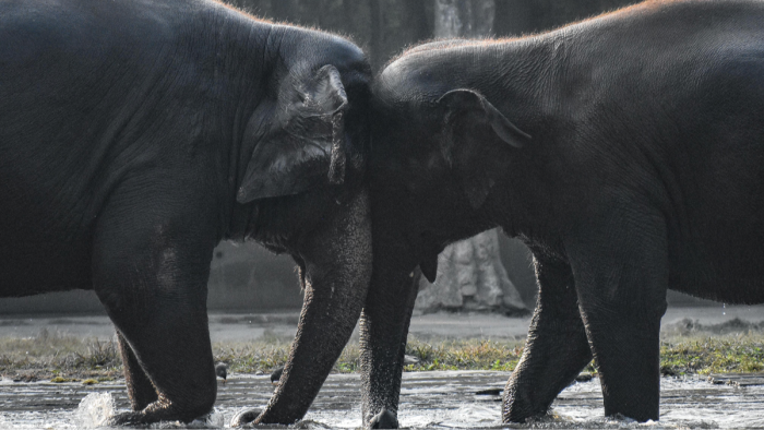 Emergency response scene near homes, following elephant attack that killed 22.