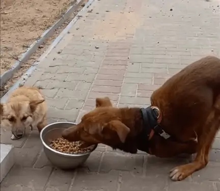 He has friends now, and Jack and Kolyasik bring great joy to the shelter.