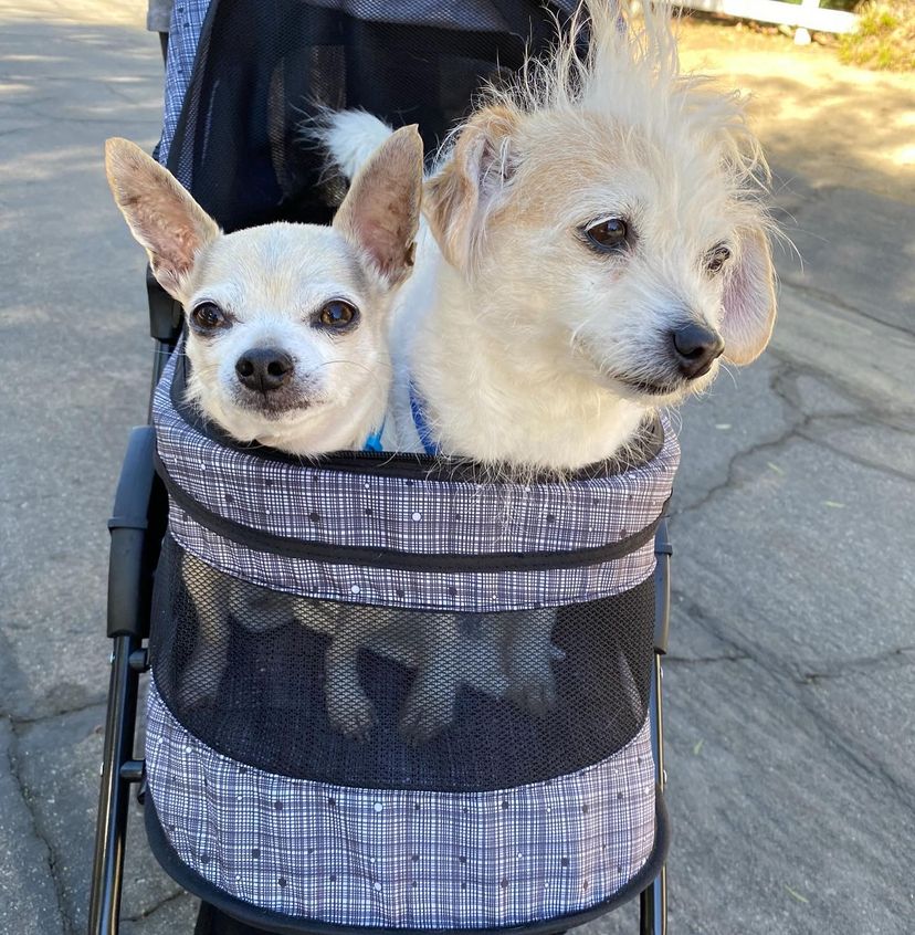 17. Can’t run through the memories without throwing in some epic doggo play dates, of course.