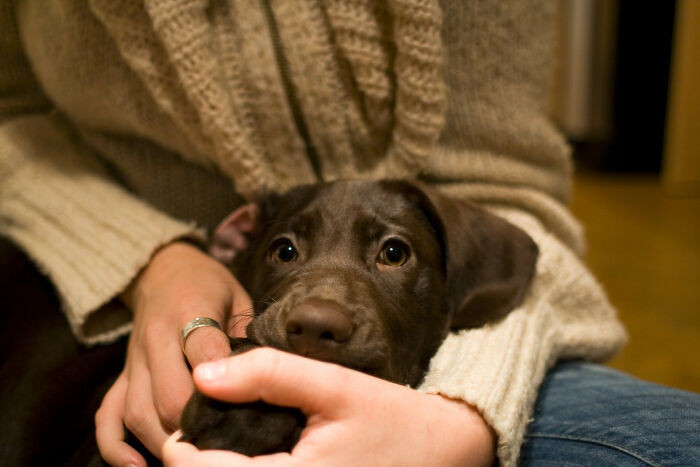 13. Take on dog sitting jobs