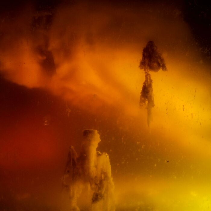 "My Kombucha Culture Looks Like An Alien Planet"
