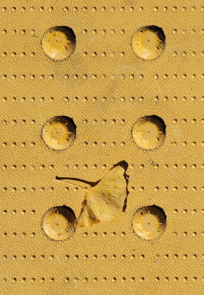 "The Perfect Color Match Between This Ginkgo Leaf And The Pedestrian Crosswalk Warning Pad"