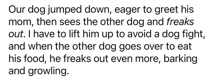 The dog freaked out after seeing the other male dog, and OP had to intervene.