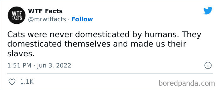 29. Cats have made us their slaves