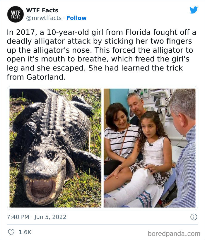 49. Stick your two fingers in the alligator's nose