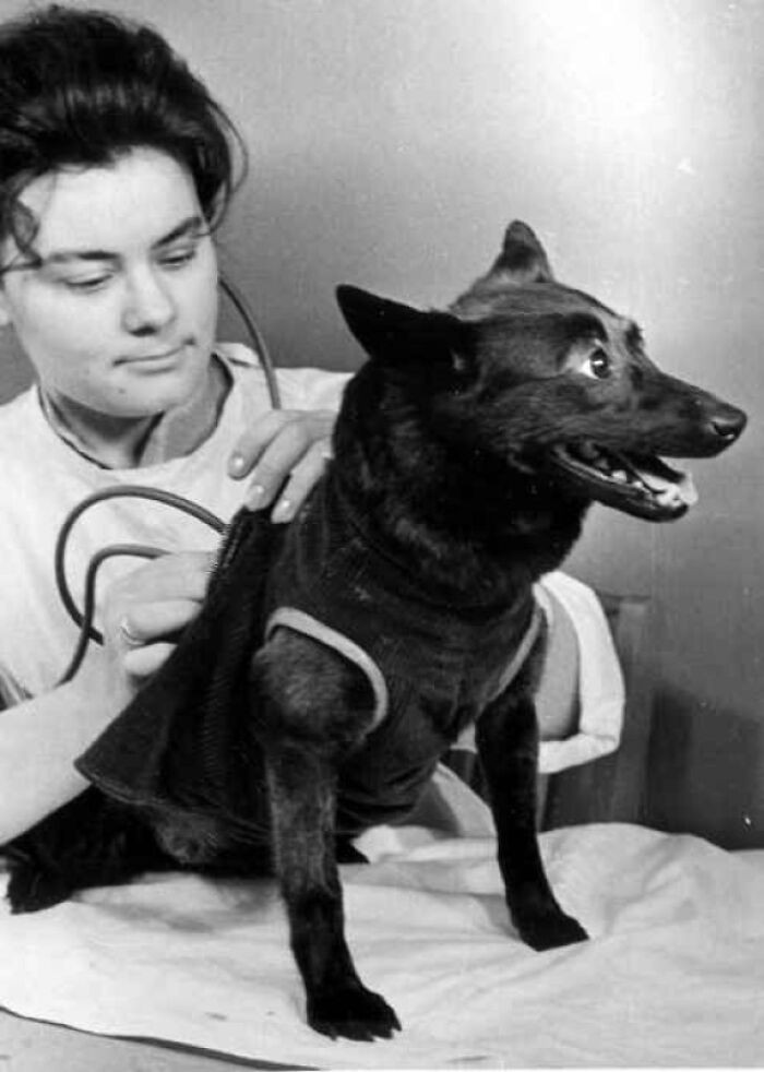 "Soviet Space Dog Chernushka Before Her Flight In 1961"