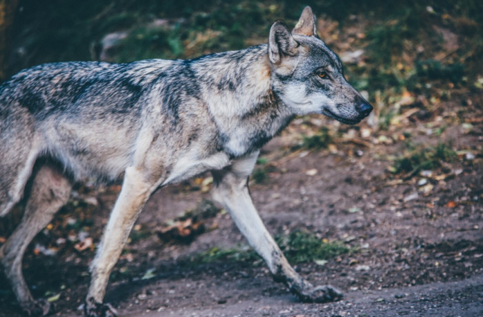 3. Gray Wolves