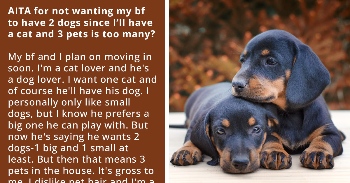 Redditor Plans to Move in with Her BF and Wants Him to Get Only One Dog Instead of Two He Wants Since They're 'Too Hyper'