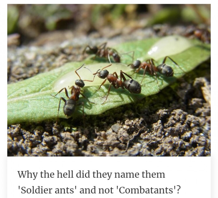 4. Combatants do sound better