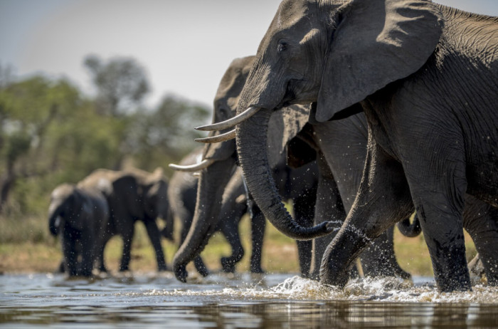 4. Elephants