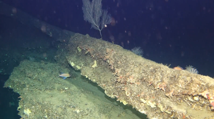 Divers explore Caprera Canyon waters, revealing vibrant marine life habitats