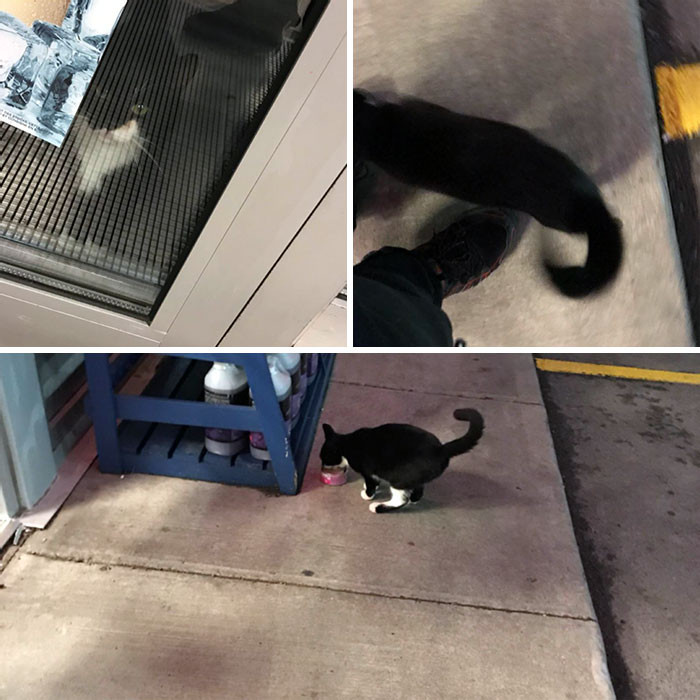 27. Part Of My Night Shift Tasks At My Job Is To Feed The Outside Cats That Come Every Night