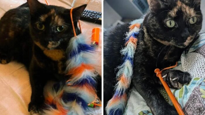 "Cats Favorite Toy Before & After 6 Years Of Love"