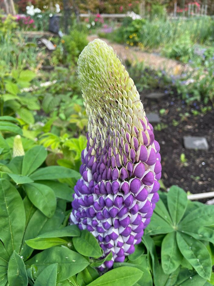 Fasciated eggplants with flattened, ridged stems showing a genetic mutation.