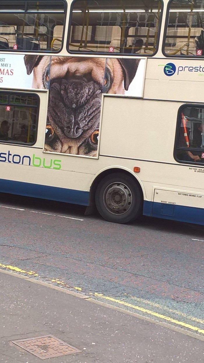 17. This individual transformed an adorable pug into a terrifying alien: