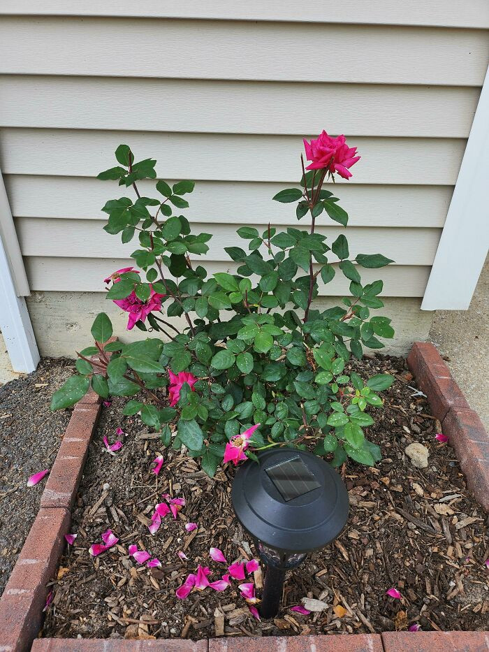 24. Someone Came and Cut a Dozen Roses Off My Rose Bushes