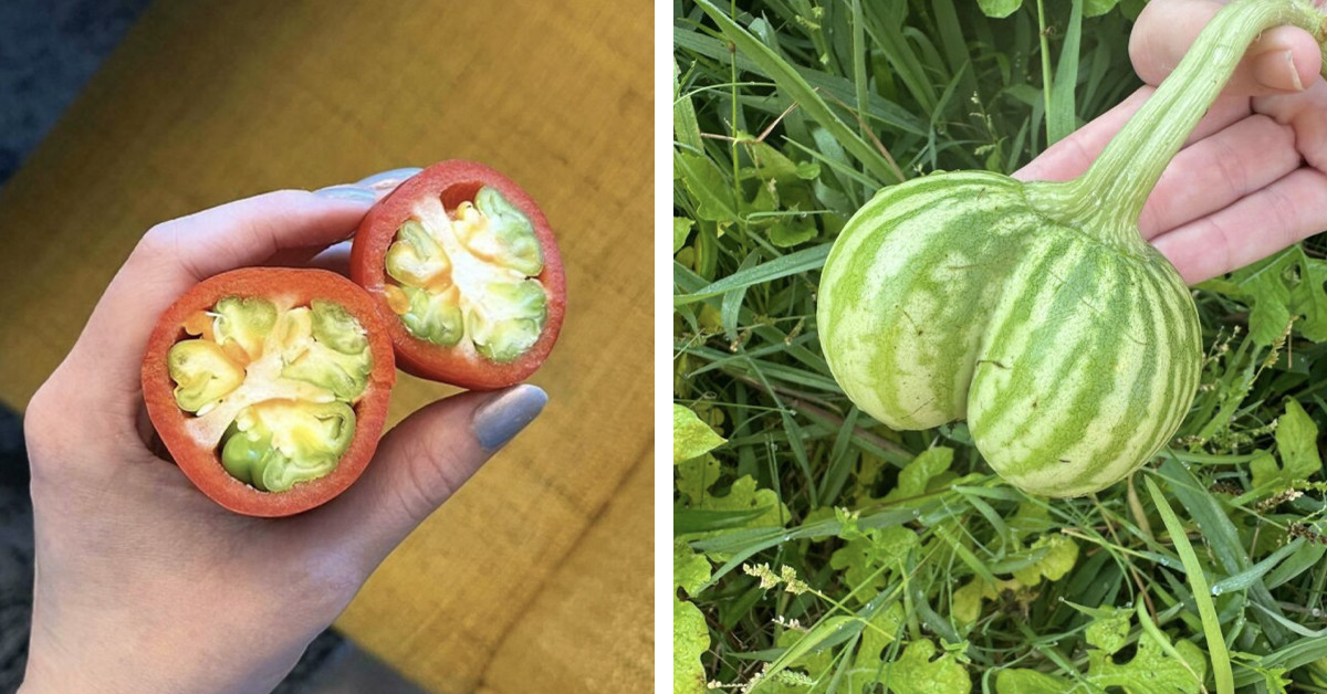 100 Times Plants Forgot the Rules and Grew Into Something Gloriously Strange