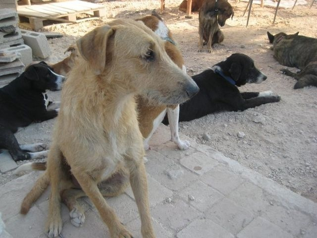 There's a foundation in Japan that ensures food is brought to the city for these abandoned furry friends.