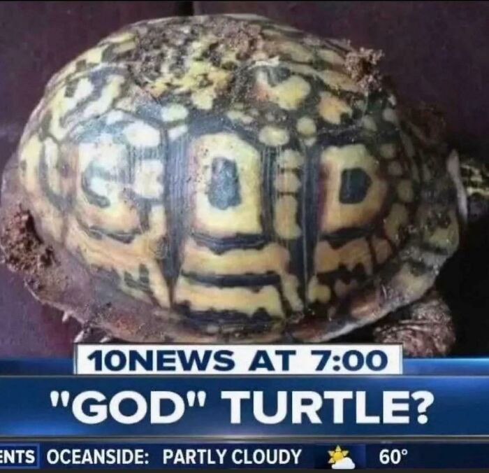18. God Turtle - Companion That Boosts Defense By 400% And Shields Against