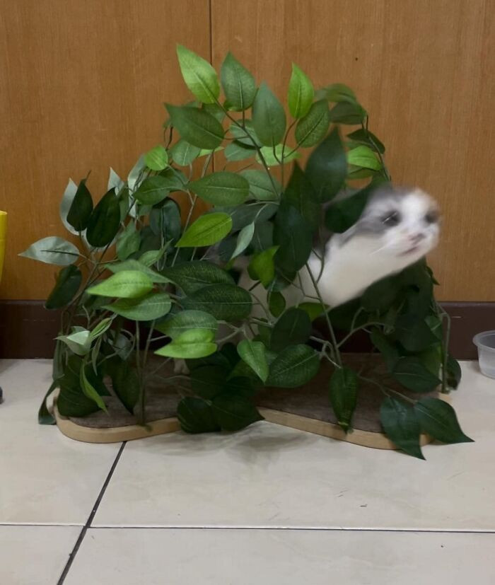 29. He Found Himself a Perfect Hiding Spot