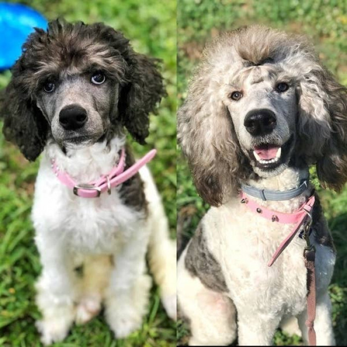 29. You gotta appreciate the level of confidence this pup has grown into, especially with hair like this.