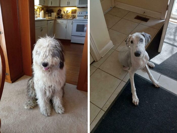 "Sheepdog Before And After A Lil Haircut"