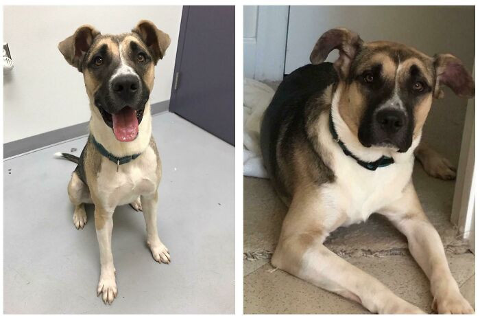 "My Boy May Be The One Who Actually Looks Happier In His Before Picture"