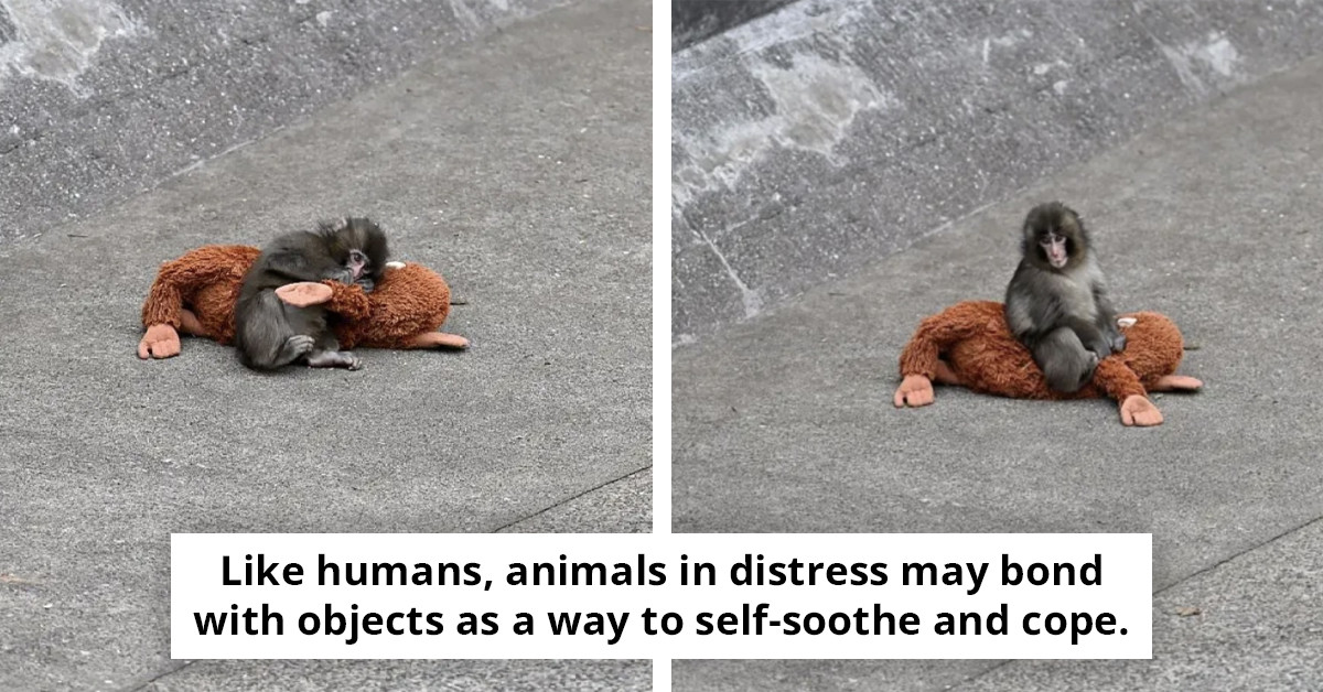 Animal specialist discusses whether Punch the monkey truly experiences sadness over abandonment